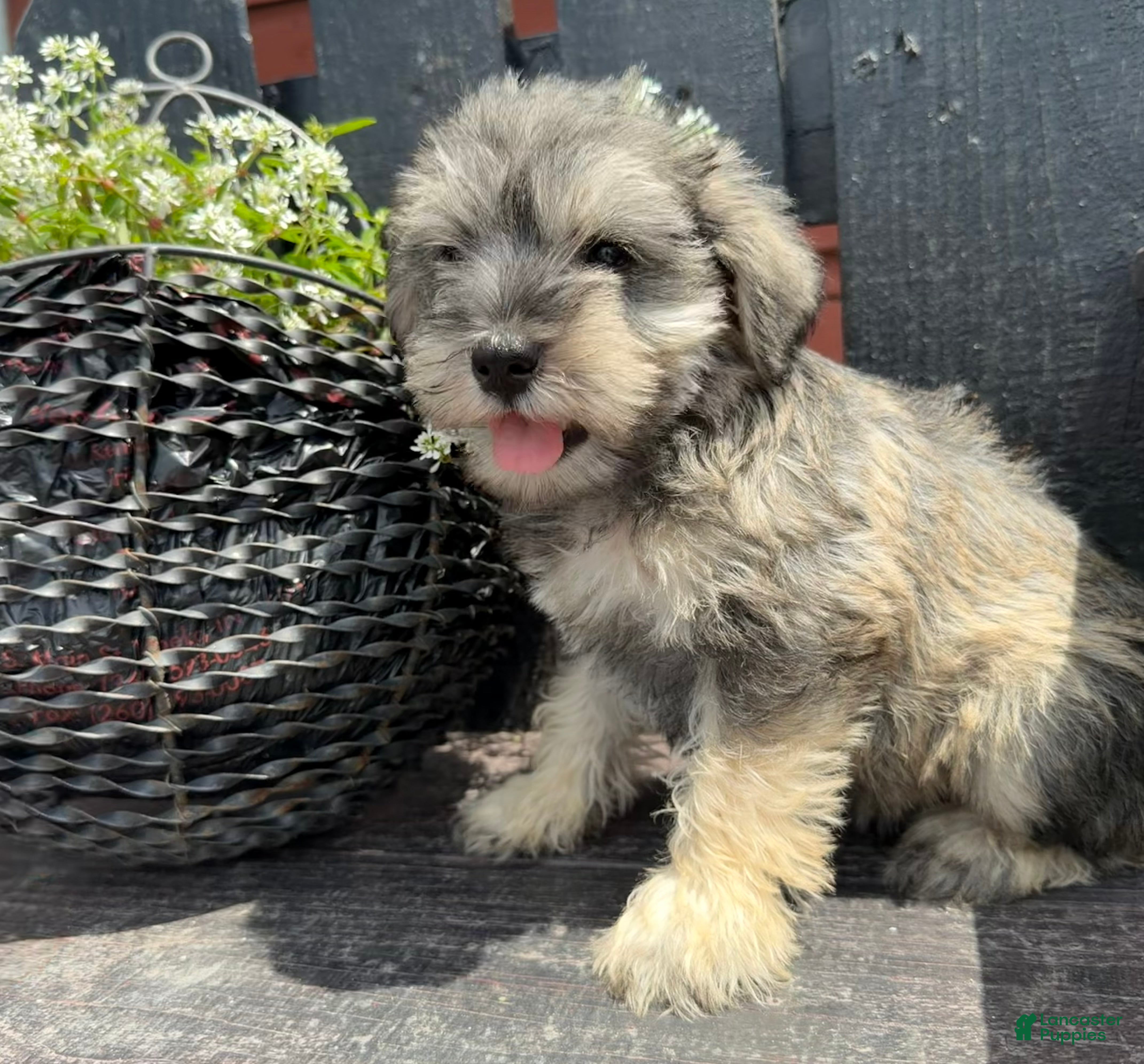 Miniature Schnauzer dogs Abby - Ad 2