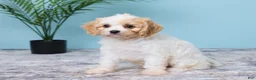 Cavapoo dogs for sale: Lulu - Ad 2