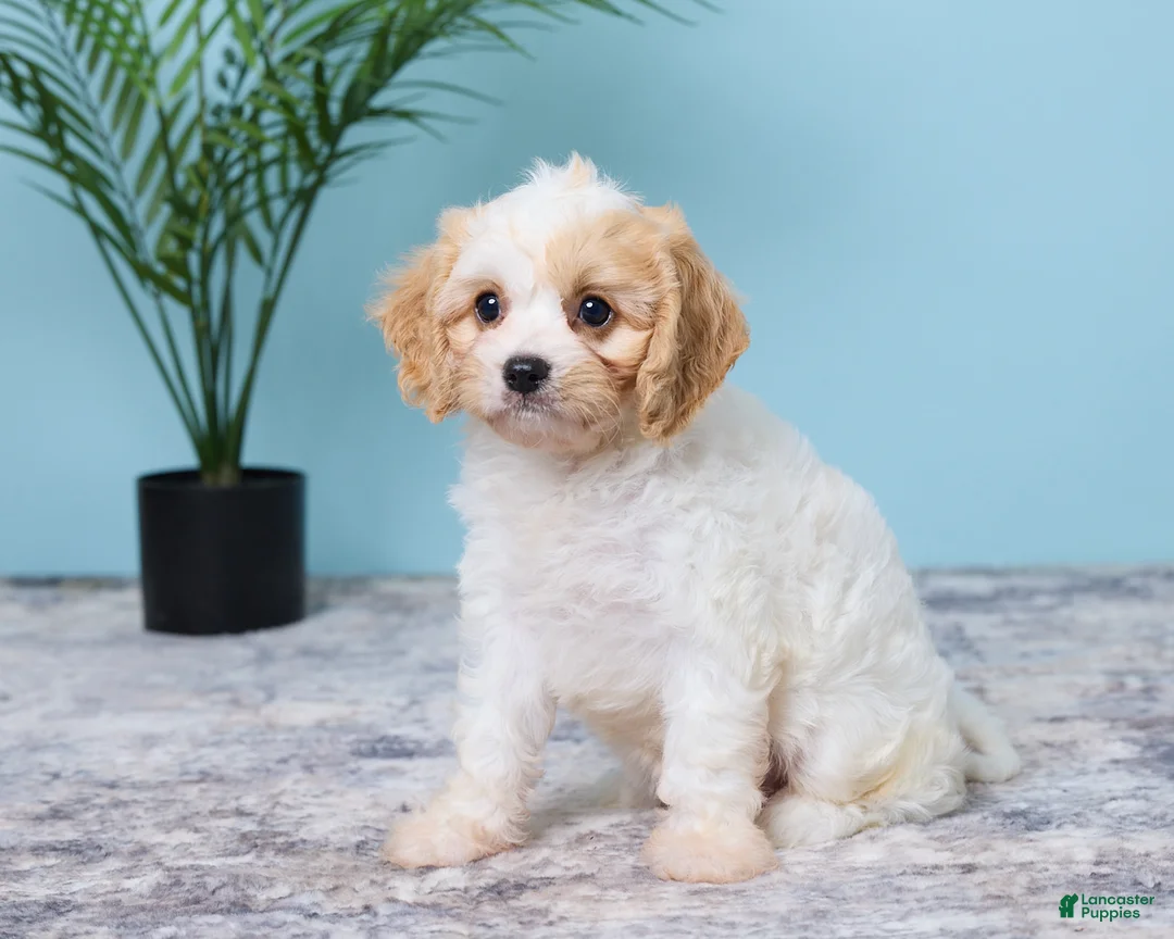 Cavapoo dogs for sale: Lulu - Ad 2