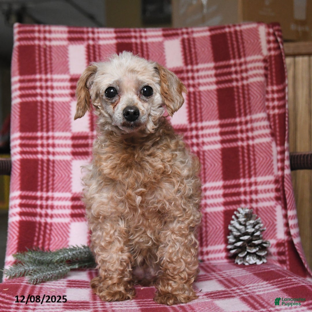 Toy Poodle dogs for sale: Ava  - Ad 2