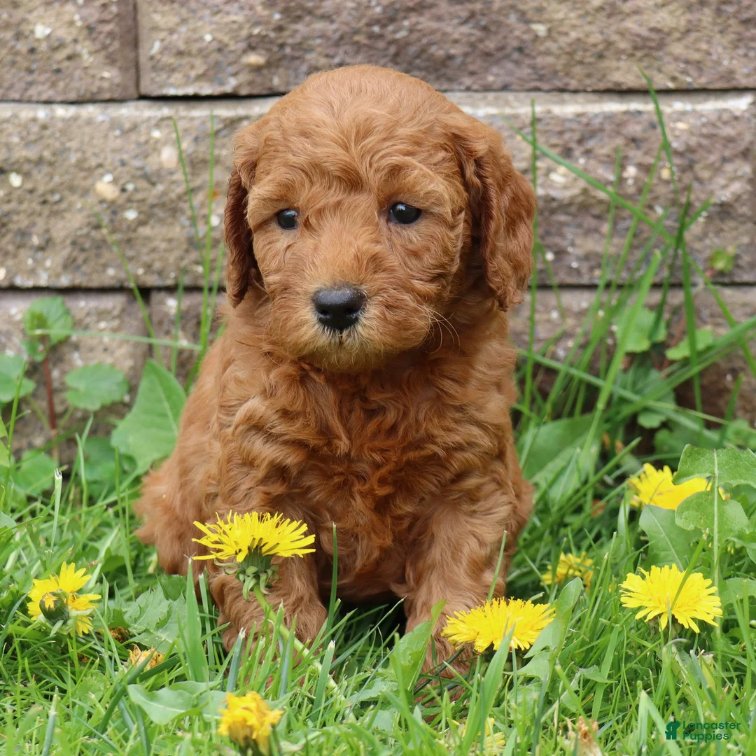 Mini Goldendoodle dogs for sale: Bella - Ad 1