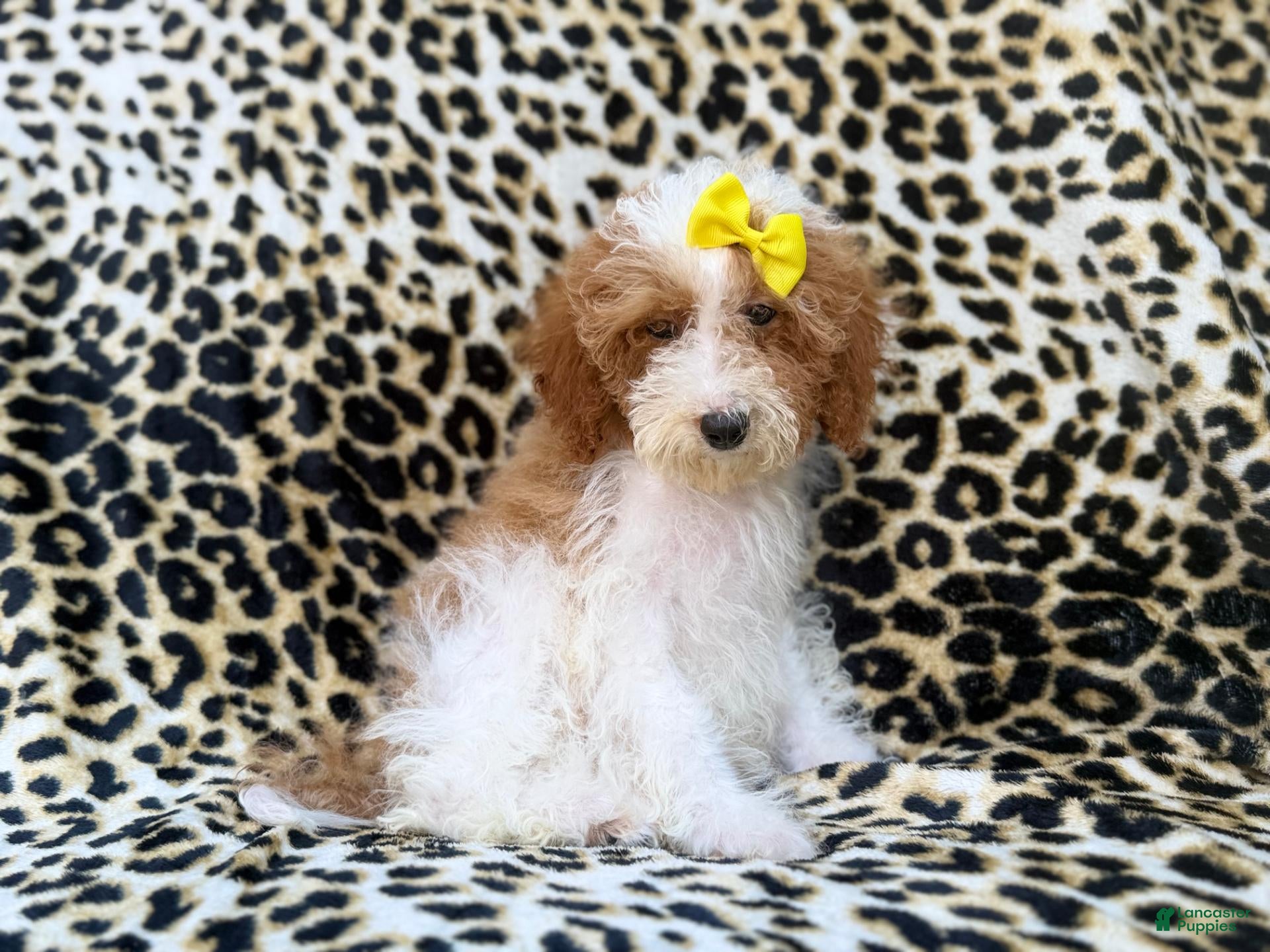 Miniature Poodle dogs Jazzy - Ad 1