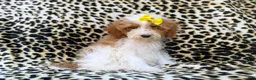 Miniature Poodle dogs for sale: Jazzy - Ad 1