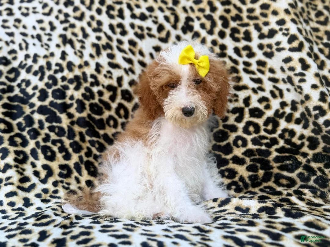 Miniature Poodle dogs for sale: Jazzy - Ad 1