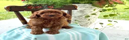 Miniature Poodle dogs for sale: Toffee - Ad 10