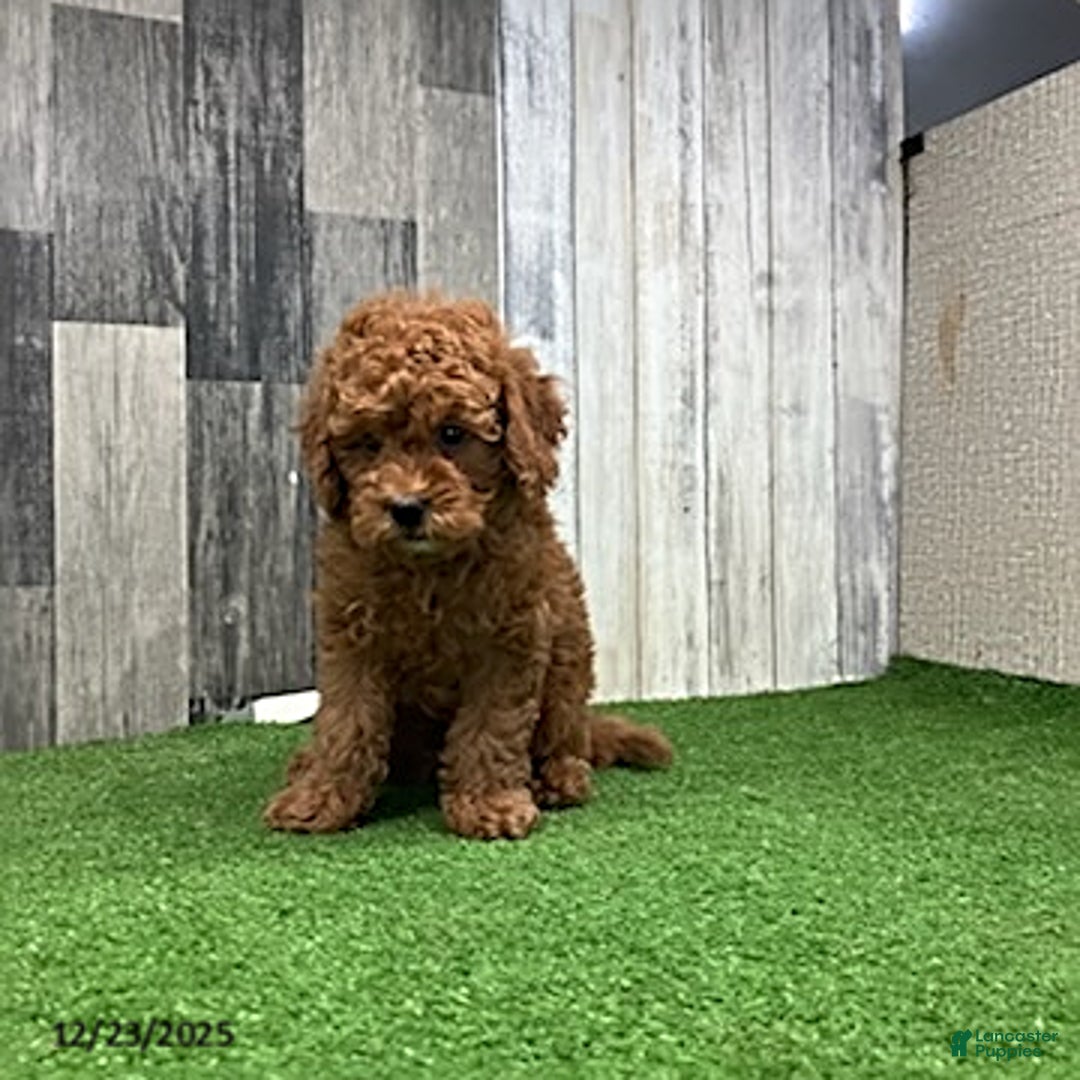 Mini Goldendoodle dogs for sale: Keith - Ad 5