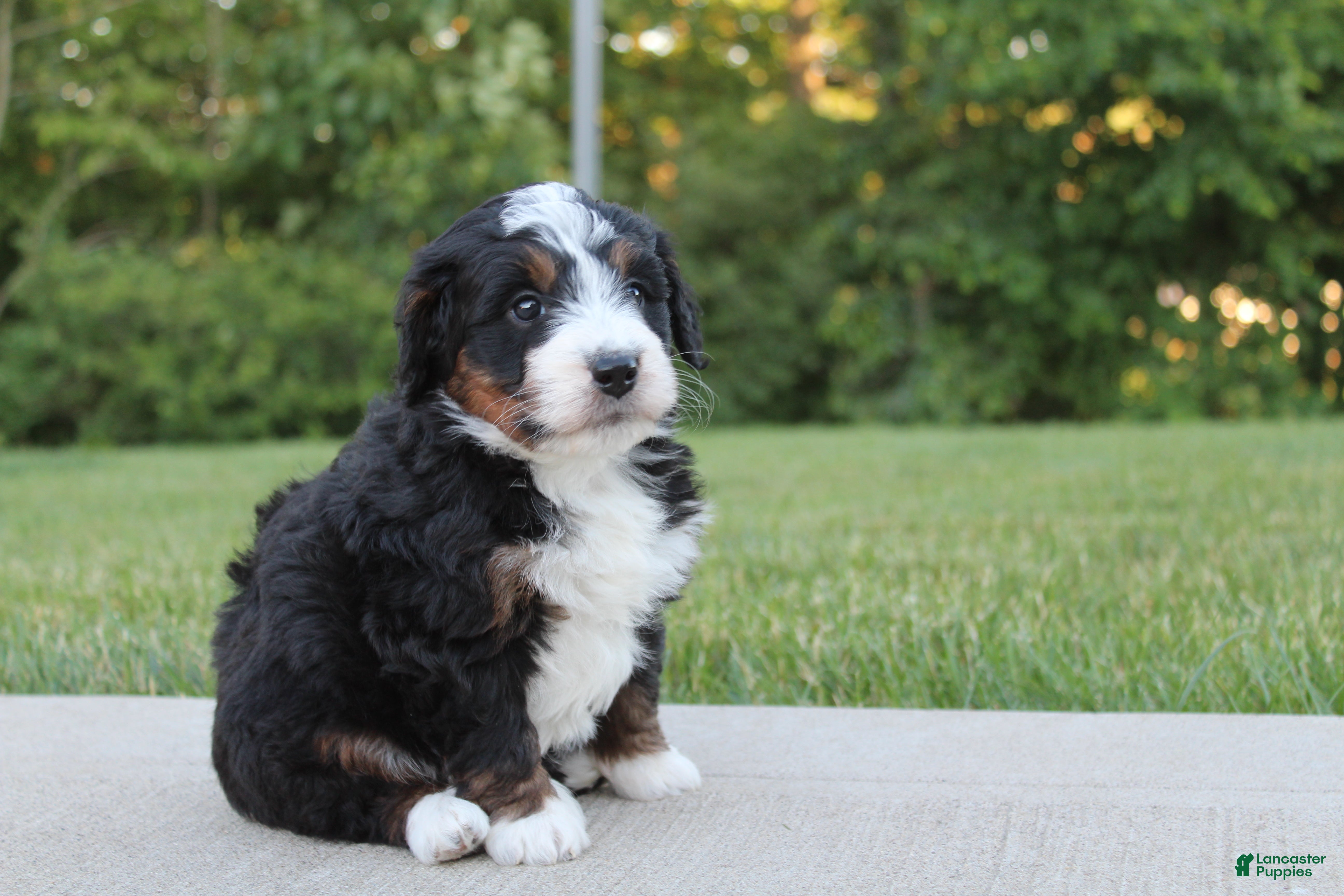Mini Bernedoodle dogs Nellie  - Ad 2