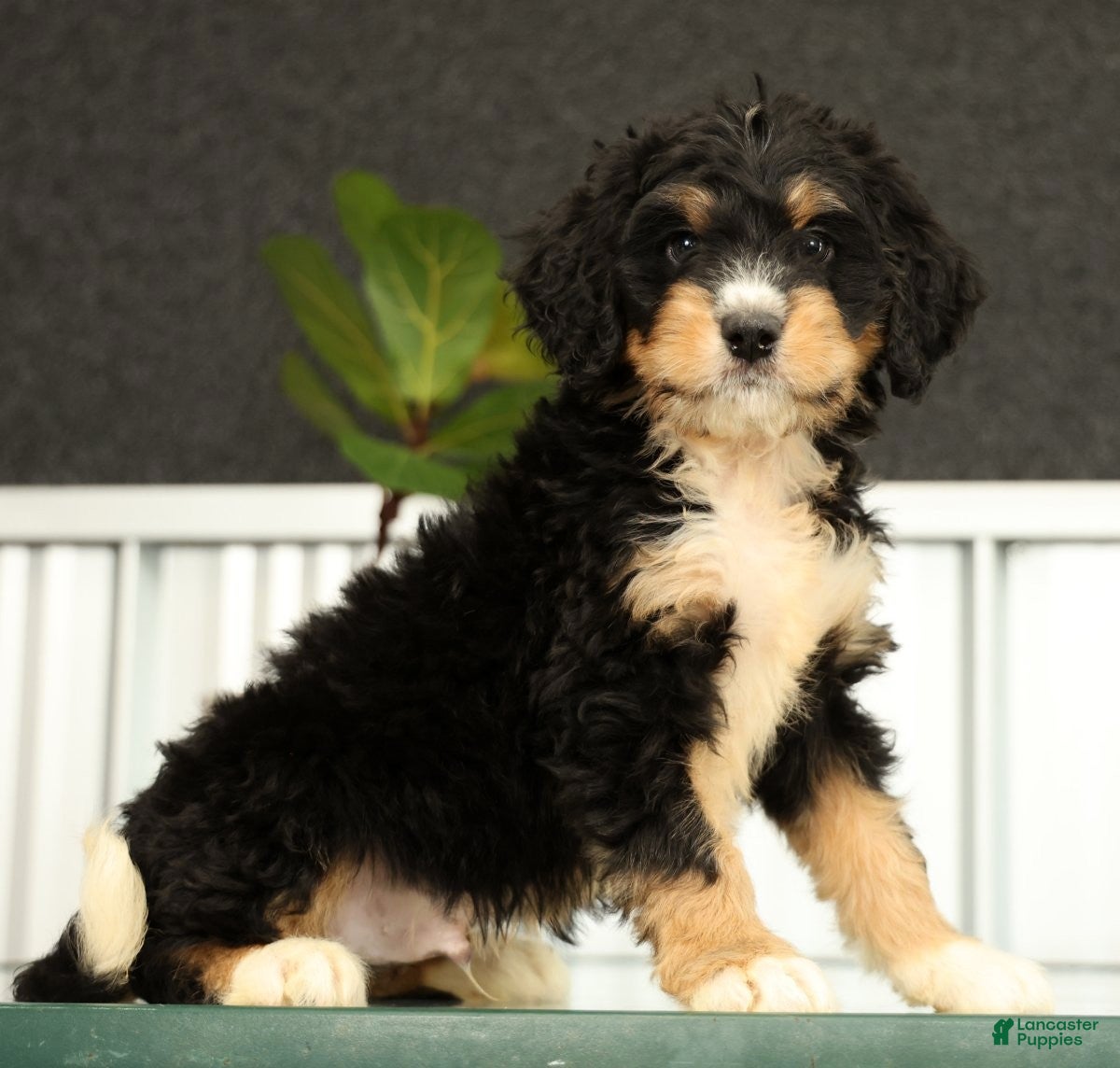 Mini Bernedoodle dogs Freddie - Ad 1