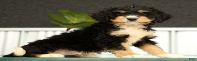 Freddie
