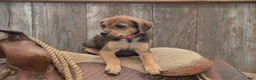 Jug dogs for sale: Florida - Ad 5