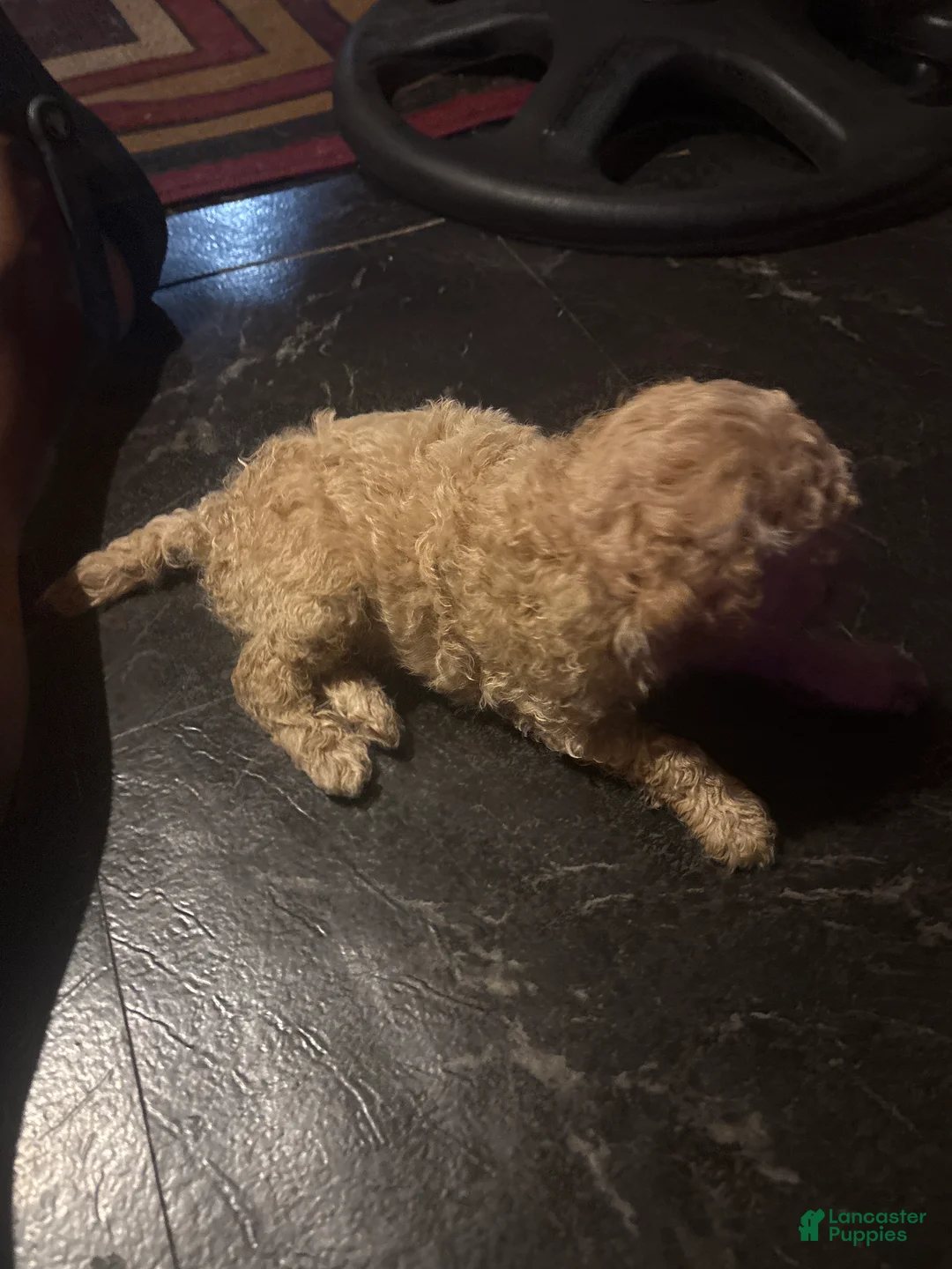 Mini Goldendoodle dogs for sale: Safir - Ad 1