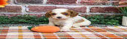 Cavapoo dogs for sale: Axel - Ad 2
