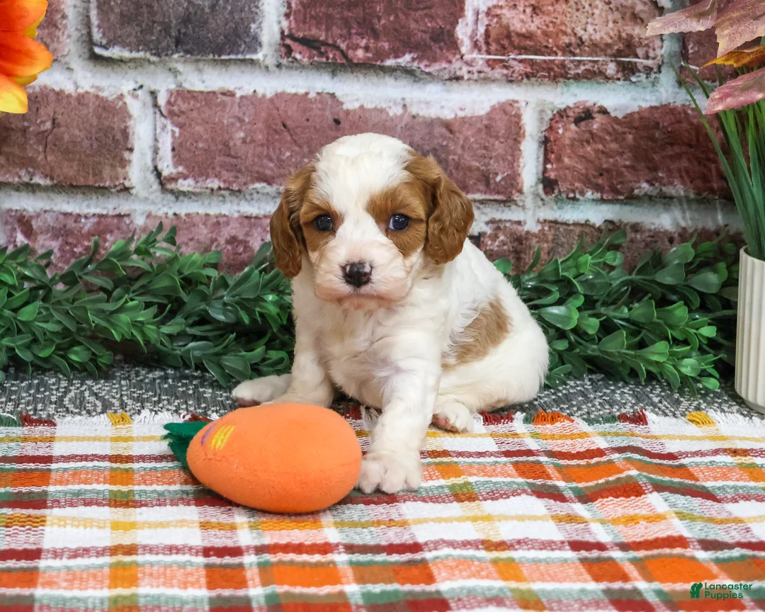 Cavapoo dogs for sale: Axel - Ad 2