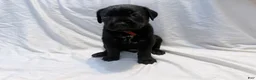Cane Corso dogs for sale: Cain AKC red collar - Ad 21