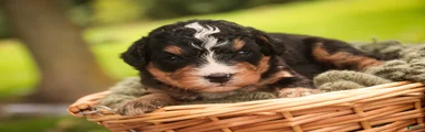 Boone F1 Mini Bernedoodle 