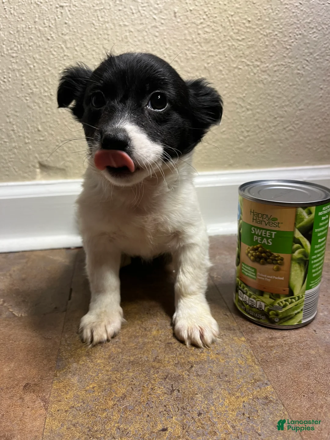 Chihuahua dogs for sale: Long Hair-Abby - Ad 2