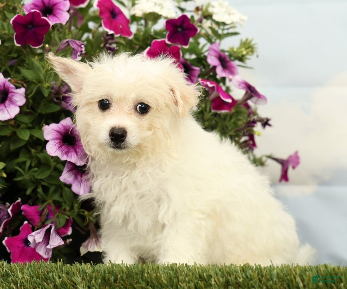 Mixed Breed dogs Mickey - Ad 1