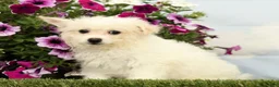 Mixed Breed dogs for sale: Mickey - Ad 1