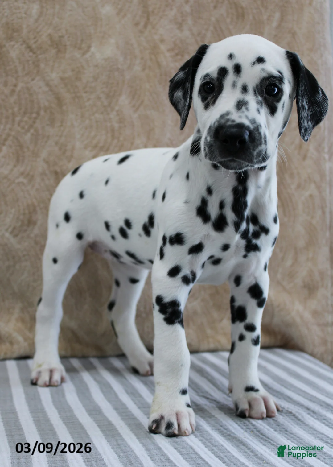 Dalmatian dogs for sale: Honey - Ad 1