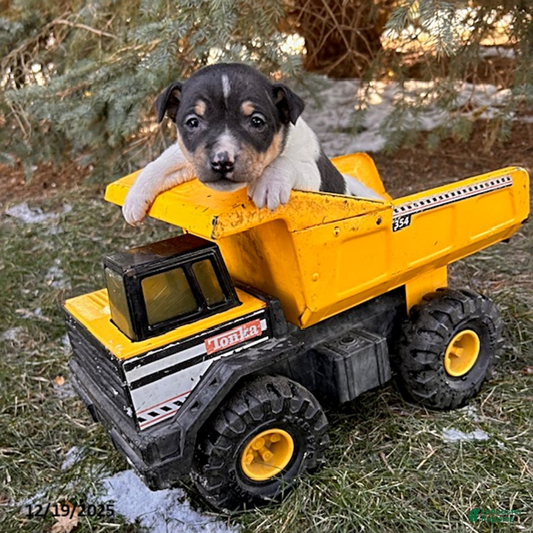 Rat Terrier dogs for sale: Maxwell - Ad 2