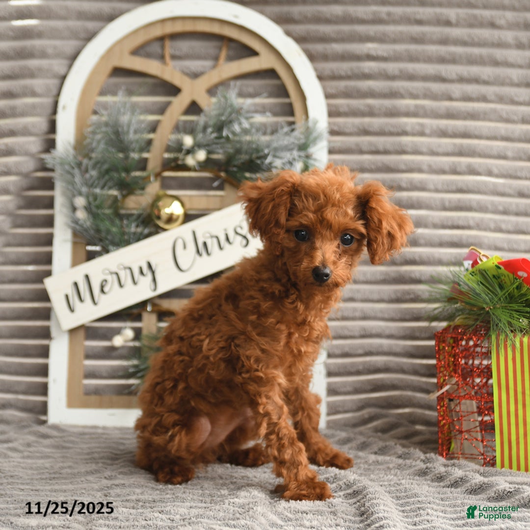 Toy Poodle dogs for sale: Rosie - Ad 4