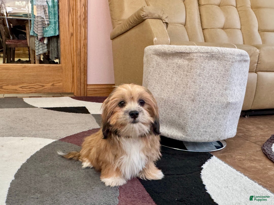 Lhasa Apso dogs for sale: Janie - Ad 3