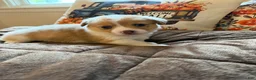 Mixed Breed dogs for sale: Cruz - Ad 3