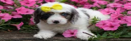 Cavapoo dogs for sale:  Preston🐶  - Ad 7