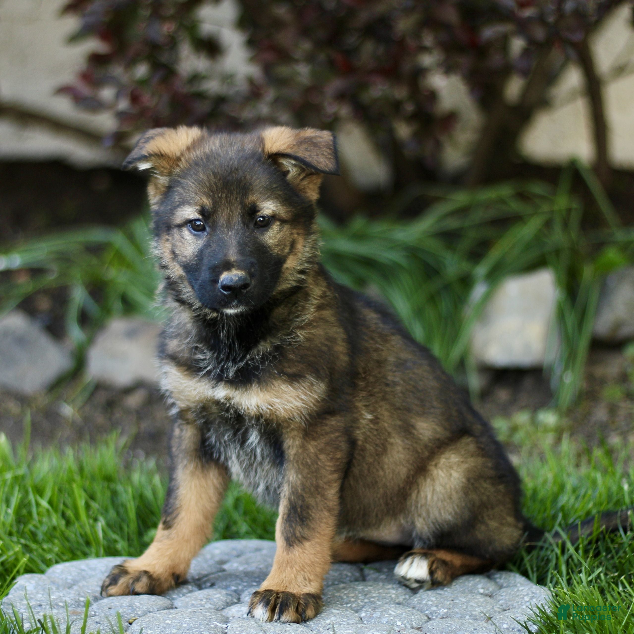 Mixed Breed dogs Olive  - Ad 2