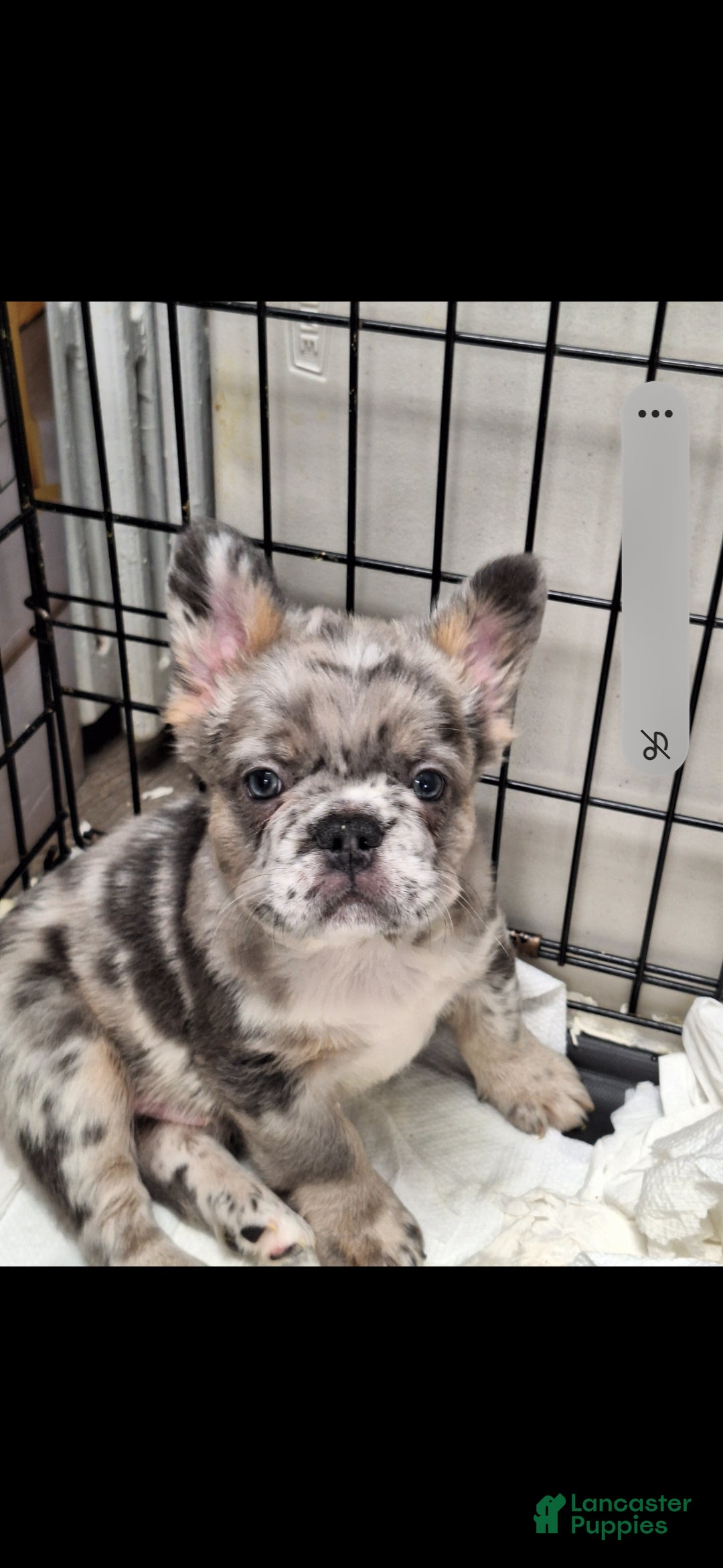 French Bulldog dogs Zac  - Ad 6