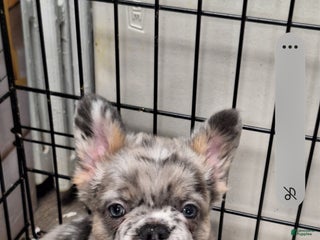 French Bulldog dogs Zac - Ad 6