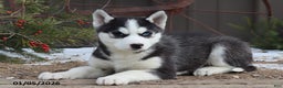 Siberian Husky dogs for sale: McGuire - Ad 1
