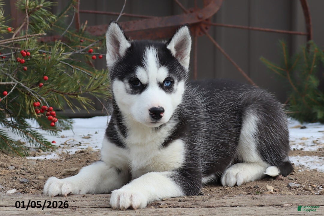 Siberian Husky dogs for sale: McGuire - Ad 1