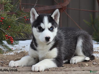 Siberian Husky dogs McGuire - Ad 31