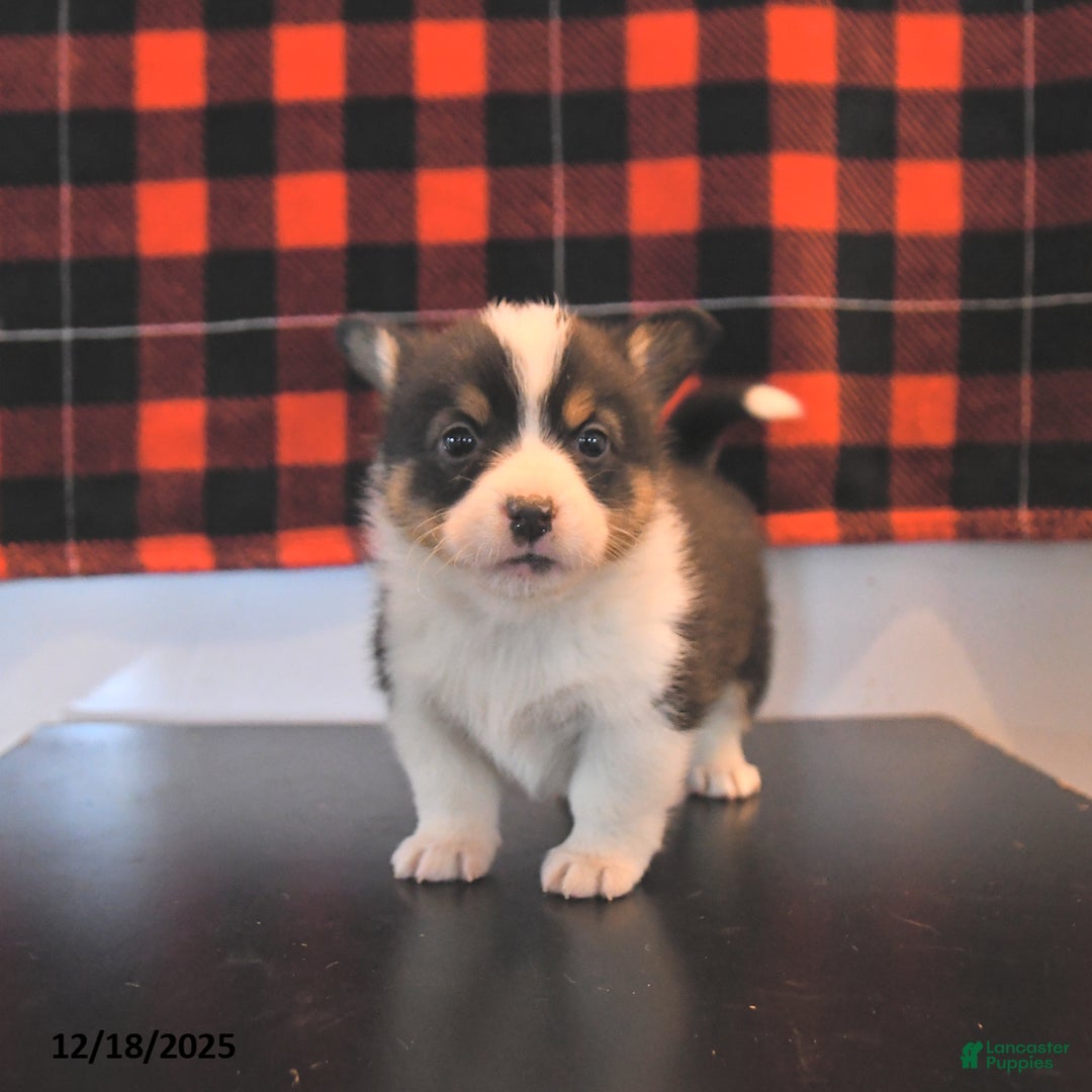 Welsh Corgi Pembroke dogs for sale: Genesis  - Ad 2