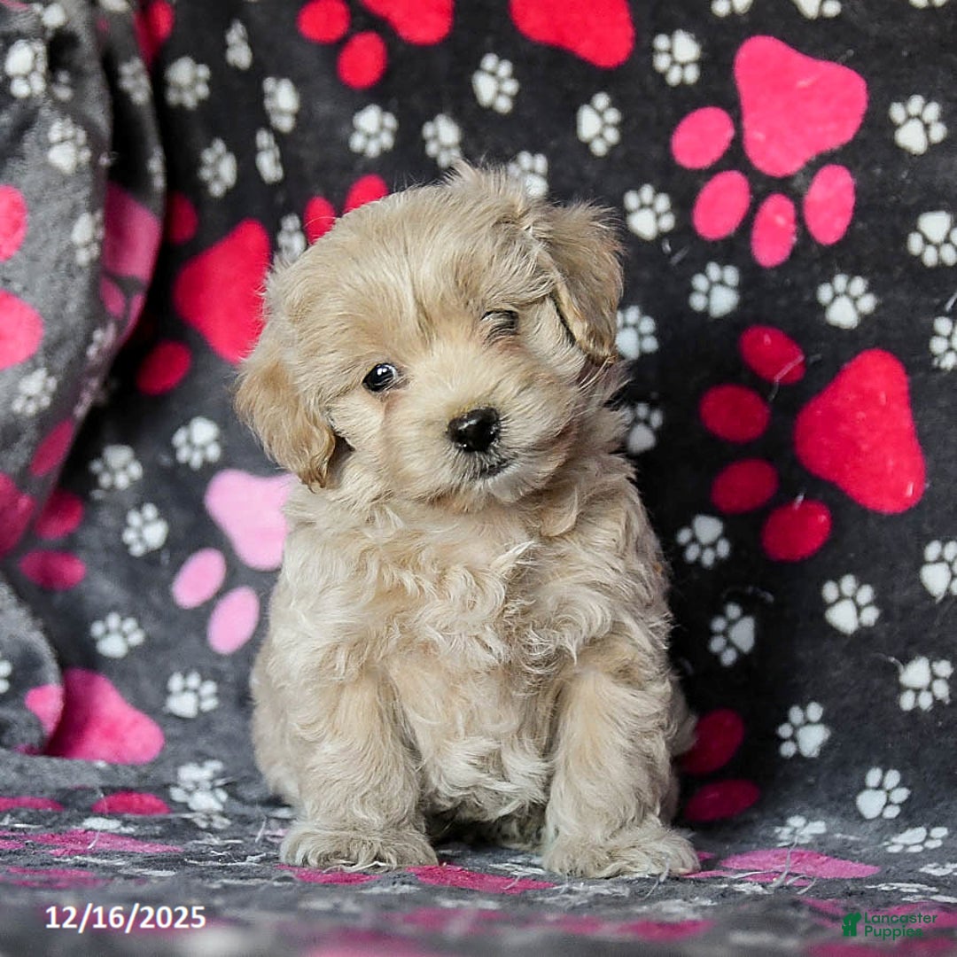 Mixed Breed dogs for sale: Harley - Ad 3