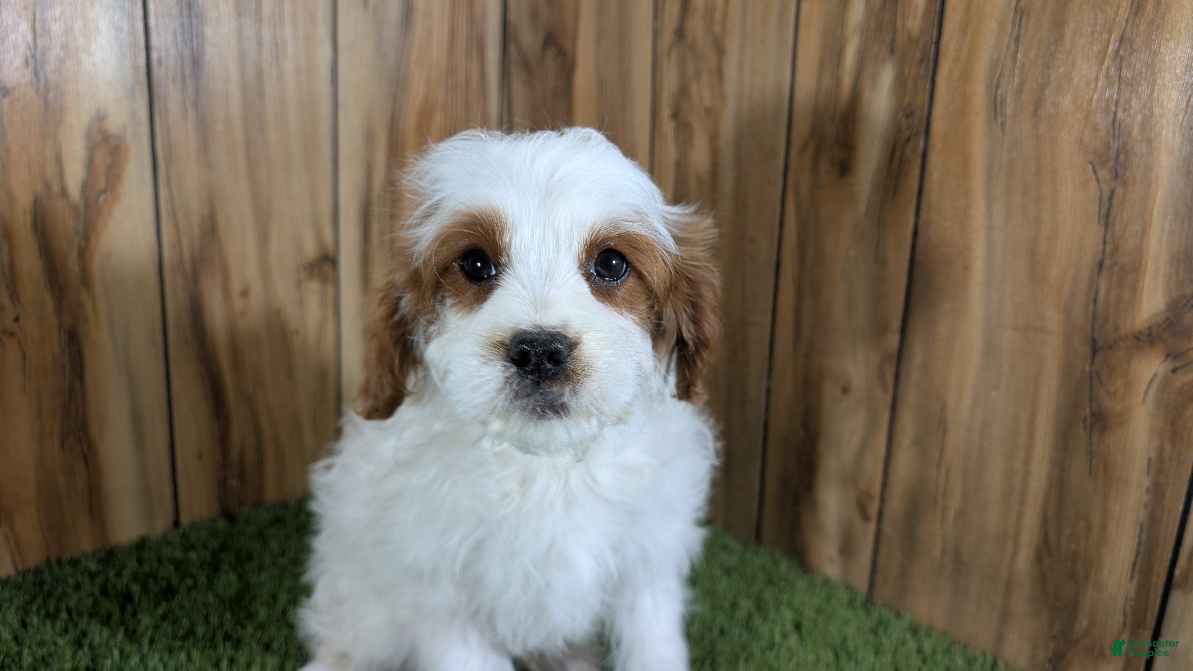 Cavapoo dogs Cavapoo Puppy 1 - Ad 5