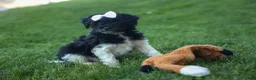 Havapoo dogs for sale: OWEN - Ad 1