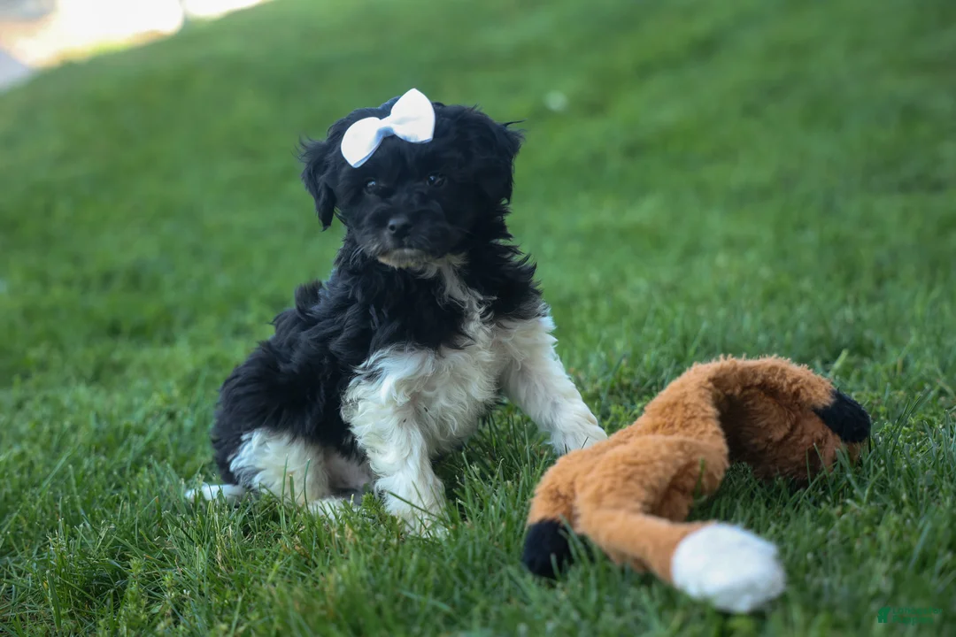 Havapoo dogs for sale: OWEN - Ad 1
