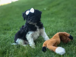 Havapoo dogs for sale: OWEN - Ad 2