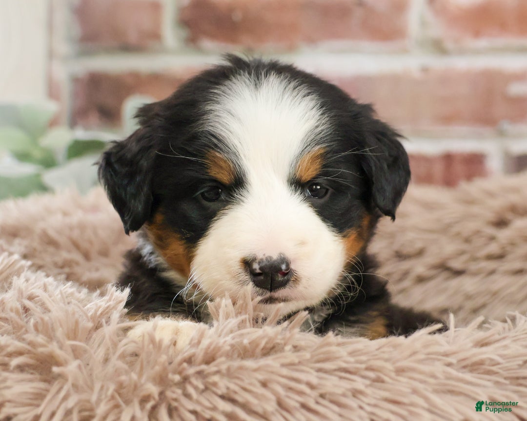 Bernese Mountain Dog dogs for sale: Mistletoe - Ad 7