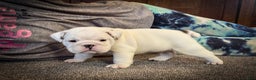 English Bulldog dogs for sale: Jasper - Ad 7
