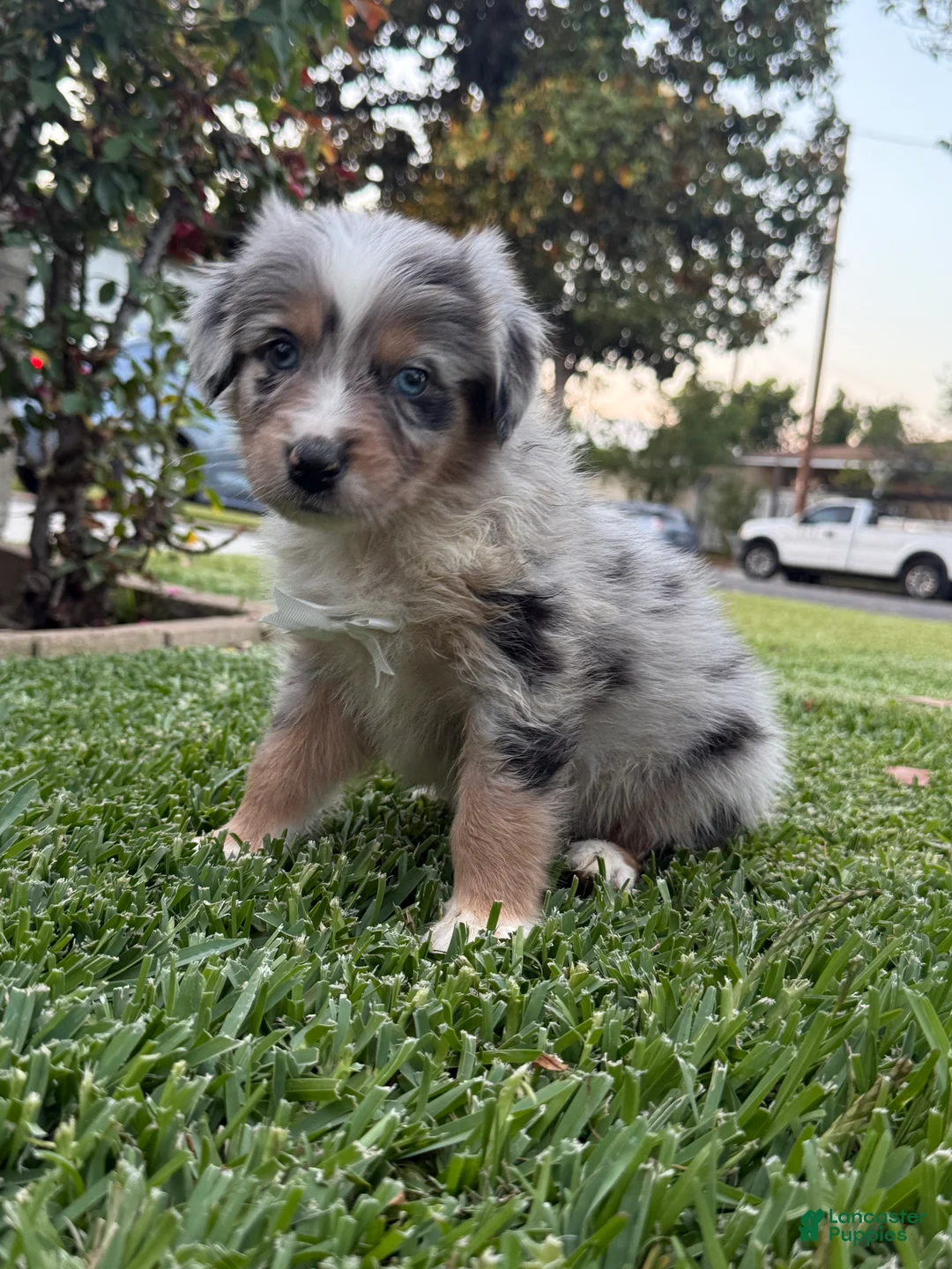 Australian Shepherd dogs for sale: Australian Shepherd Puppy BOY 1 - Ad 1