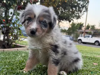 Australian Shepherd dogs Australian Shepherd Puppy BOY 1 - Ad 37