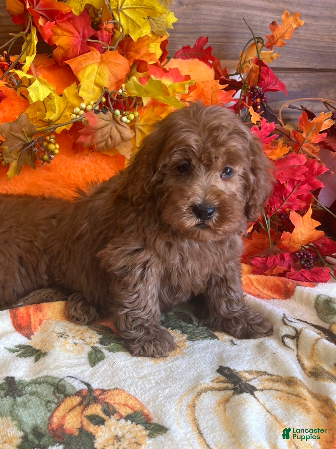 Mini Goldendoodle dogs for sale: Teddy - Ad 3