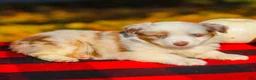 Miniature Australian Shepherd dogs for sale: Abby - Ad 5