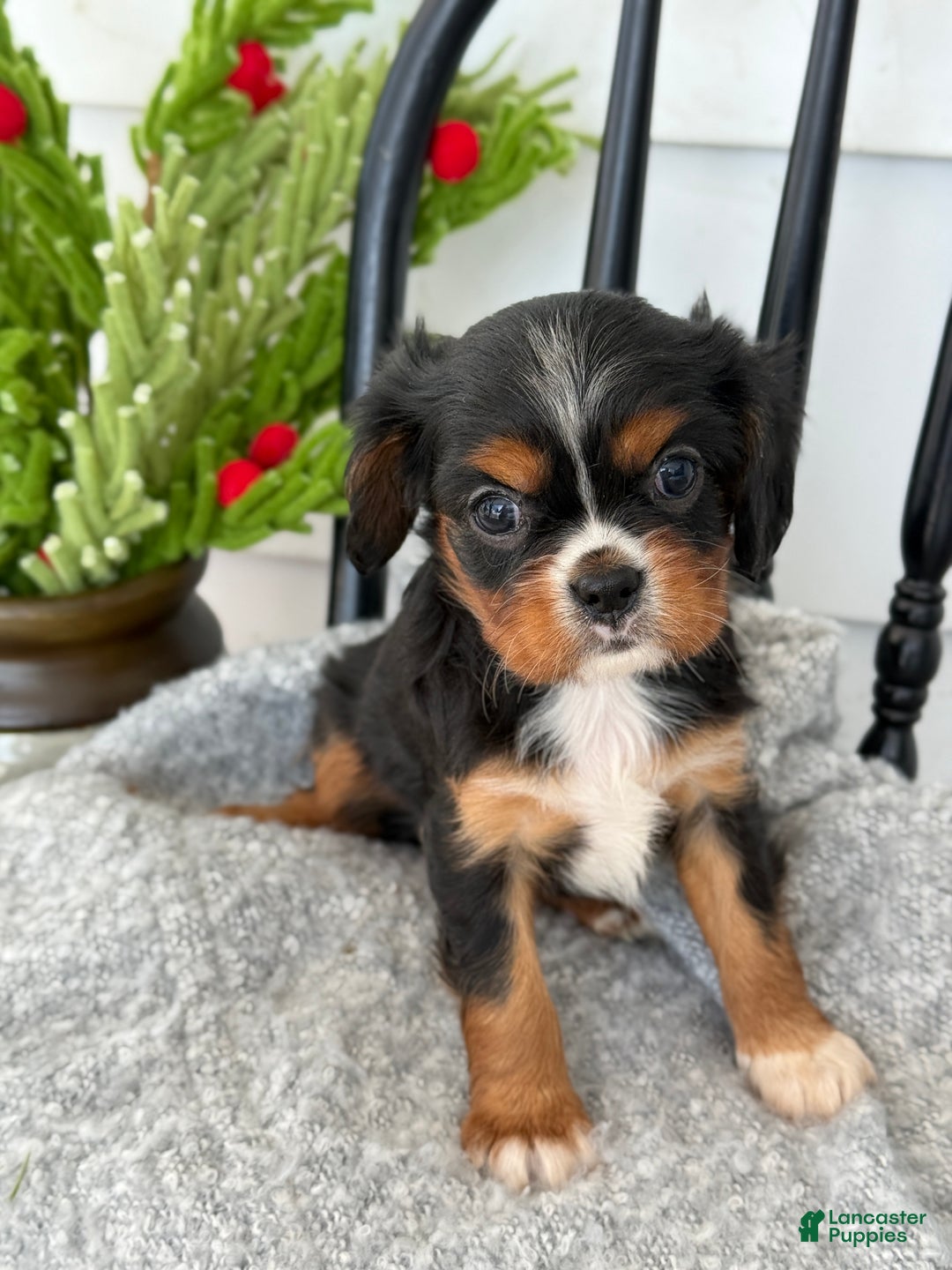 Cavalier King Charles Spaniel dogs for sale: Winifred - Ad 4