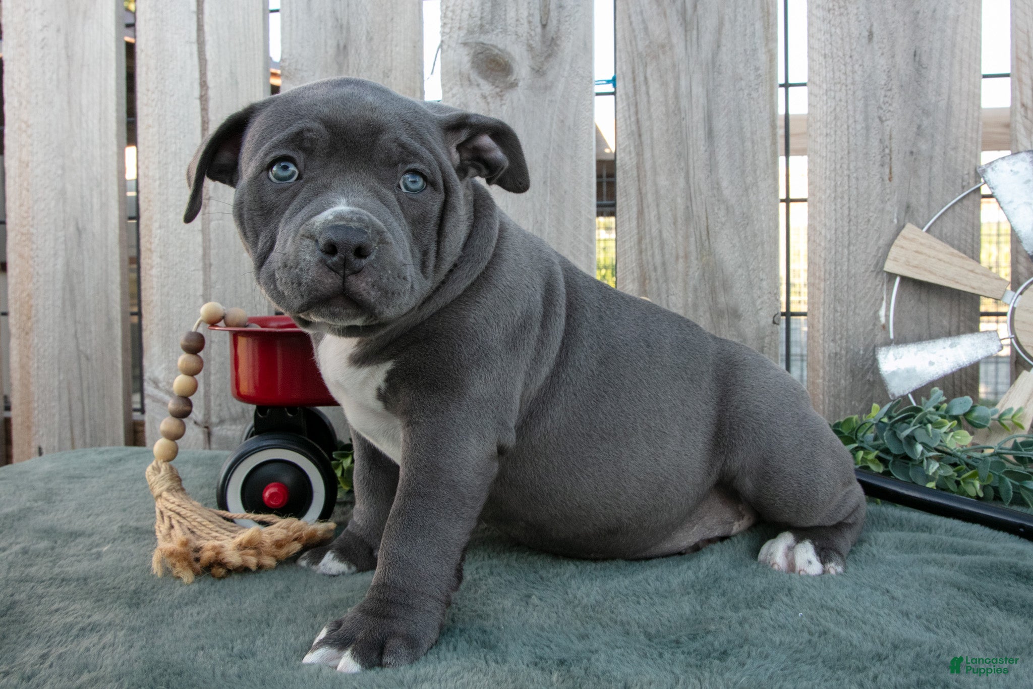 American Bully dogs Tara - Ad 1