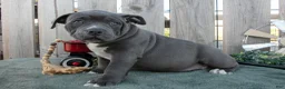 American Bully dogs for sale: Tara - Ad 1
