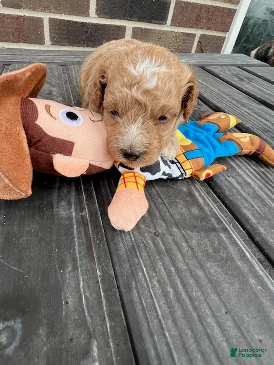 Miniature Poodle dogs for sale: Woody - Ad 3